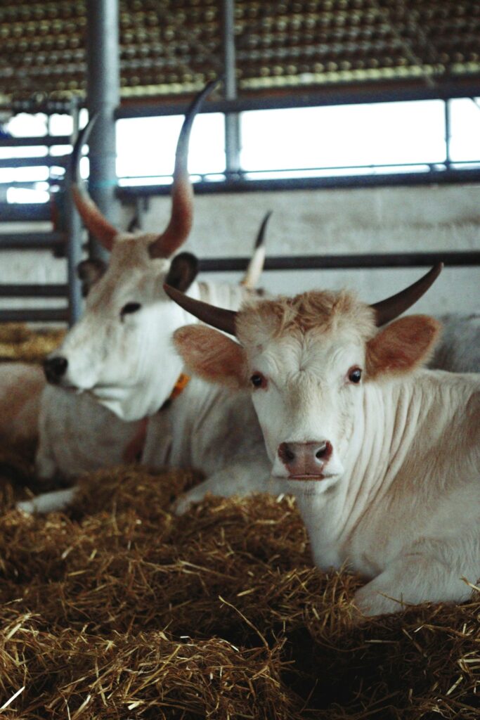 White cattle resting on straw in a barn