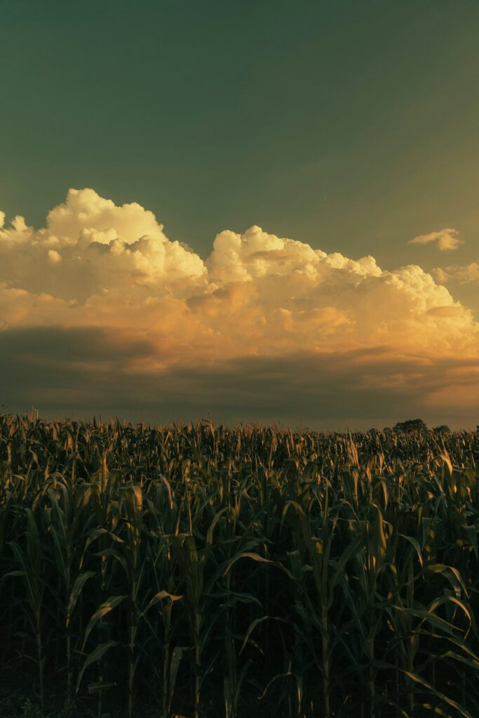 A field of corn under a cloudy sky