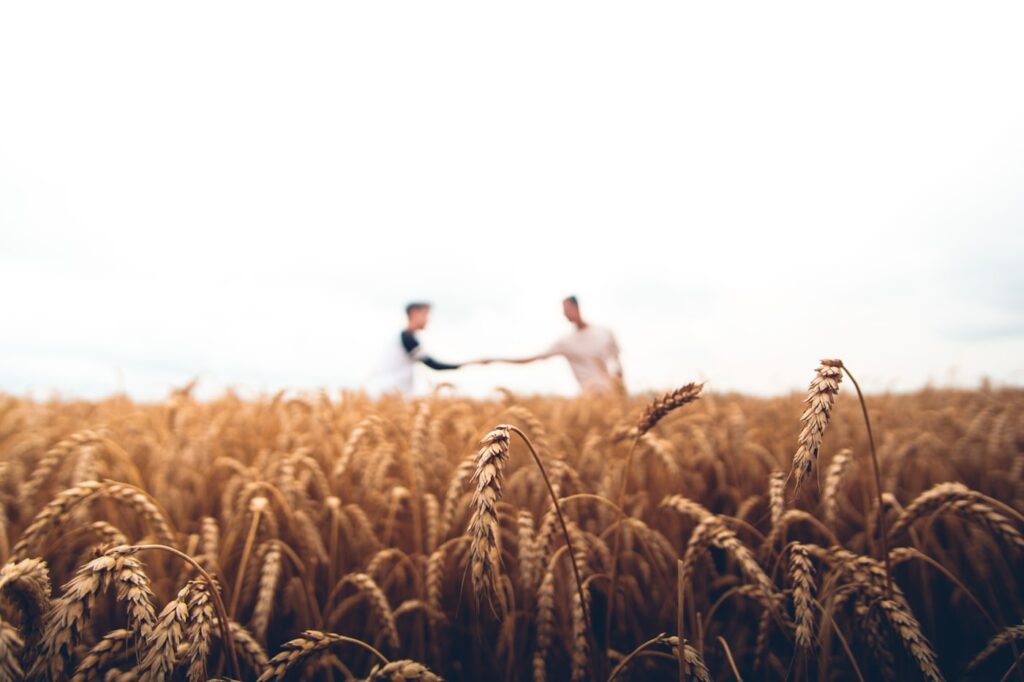 Two people standing in a wheat field